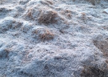 अरे बापरे : तोरणमाळ, दाब, वालंबा परिसरात दवबिंदू गोठले