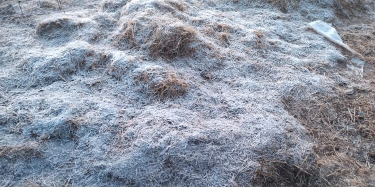 अरे बापरे : तोरणमाळ, दाब, वालंबा परिसरात दवबिंदू गोठले