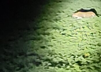 मोड परिसरात दिसले बिबट नर, मादी  व दोन बछडे