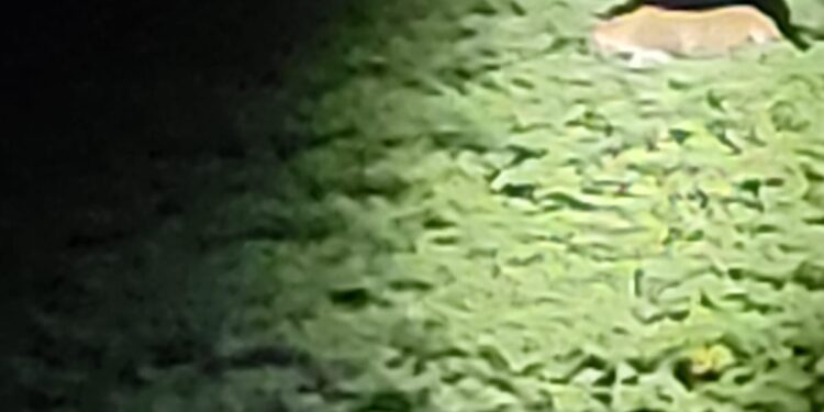 मोड परिसरात दिसले बिबट नर, मादी  व दोन बछडे