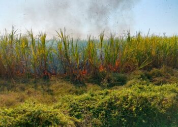 शाॅर्ट सर्किटमुळे लागलेल्या आगीत वीस एकर ऊस जळून खाक