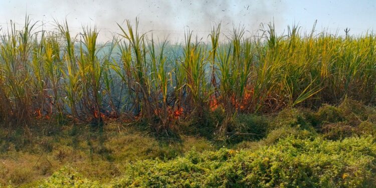 शाॅर्ट सर्किटमुळे लागलेल्या आगीत वीस एकर ऊस जळून खाक