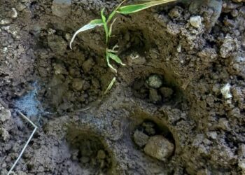 रांझणी येथील कृषि विद्यालय परिसरात बिबट्याचा मुक्त संचार 