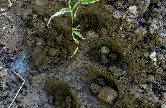 रांझणी येथील कृषि विद्यालय परिसरात बिबट्याचा मुक्त संचार 