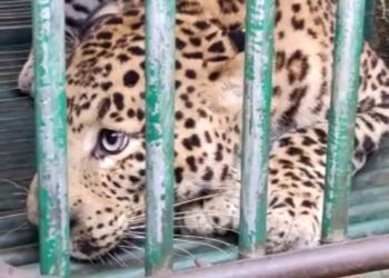 Big Breking: महाराष्ट्र – गुजरात सीमेवर चार पैकी एक बिबट्या जेरबंद