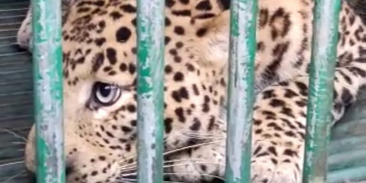 Big Breking: महाराष्ट्र – गुजरात सीमेवर चार पैकी एक बिबट्या जेरबंद