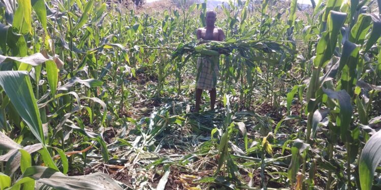 हरणखुरी गावात वराहांचा हैदोस शेतकर्‍यांचे मोठे आर्थिक नुकसान