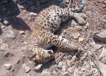 नाल्यात आढळला बिबट मृत अवस्थेत