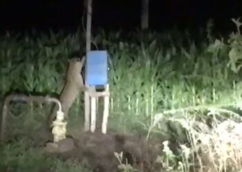 गावा शेजारील शेतात बिबट्या कशाचा शोध घेत आहे ?