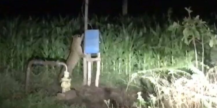 गावा शेजारील शेतात बिबट्या कशाचा शोध घेत आहे ?