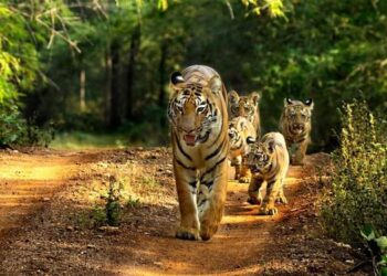 टायगर कॅपिटल ऑफ इंडिया’चे जी-२० पाहुण्यांनाही वेड