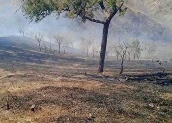 तिनसमाळच्या डोंगराला पुन्हा आग, वनसंपत्तीचे प्रचंड नुकसान