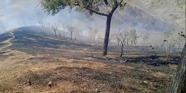 तिनसमाळच्या डोंगराला पुन्हा आग, वनसंपत्तीचे प्रचंड नुकसान