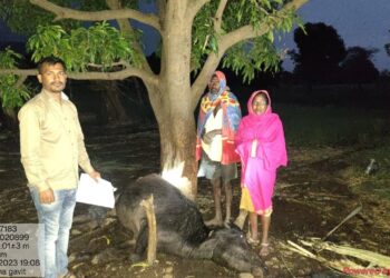 वीज पडून चार गुरांचा मृत्यू, नंदूरबार तालुक्यातील पूर्व भागात गारपिटीने झोडपले