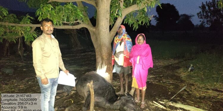 वीज पडून चार गुरांचा मृत्यू, नंदूरबार तालुक्यातील पूर्व भागात गारपिटीने झोडपले