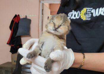 …….आणि ते निघाले रान मांजर