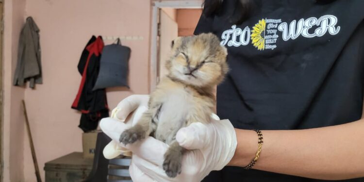 …….आणि ते निघाले रान मांजर