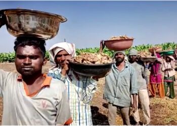 नंदुरबारच्या जितेंद्र पाटलांच्या ‘वावर ची पॉवर: अद्रकाची शेती दोन एकरावर उत्पन्न मिळाले १० लाखांवर