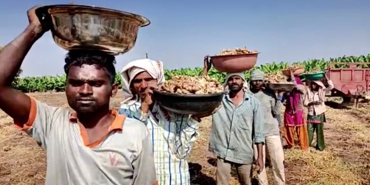 नंदुरबारच्या जितेंद्र पाटलांच्या ‘वावर ची पॉवर: अद्रकाची शेती दोन एकरावर उत्पन्न मिळाले १० लाखांवर