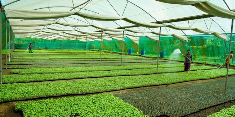 विषमुक्त भाजीपाला उत्पादनाला चालना; पुण्यश्लोक अहिल्यादेवी होळकर रोपवाटीका योजना