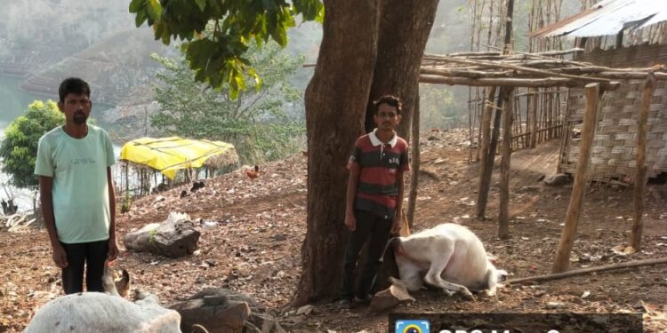 मोठ्ठी बातमी : वीज पडून दोन गुरांचा मृत्यू