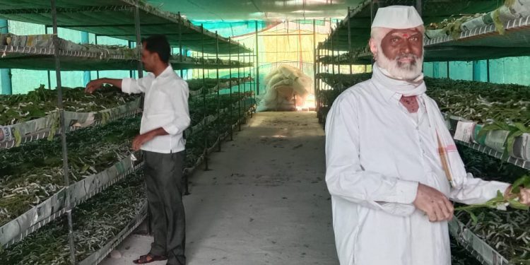 हमखास उत्पन्न देणाऱ्या रेशीम शेतीने उंचावले सौदागर पांडव यांचे जीवनमान