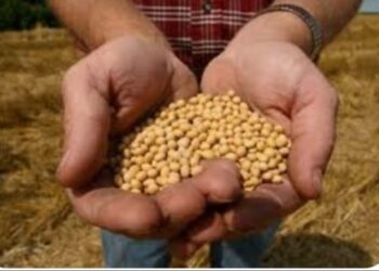 कृषि विभागाचे पथके टाकणार बोगस बियाण्यांवर धाडी, तक्रार असल्यास साधा संपर्क