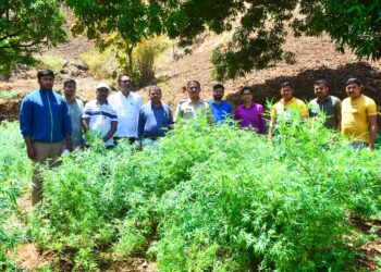 धक्कादायक : गांजाची शेती करणाऱ्यावर धडगांव पोलीसांची धडक कारवाई, तब्बल 46 लाखाचा 650 किलो गांजा जप्त