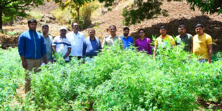 धक्कादायक : गांजाची शेती करणाऱ्यावर धडगांव पोलीसांची धडक कारवाई, तब्बल 46 लाखाचा 650 किलो गांजा जप्त
