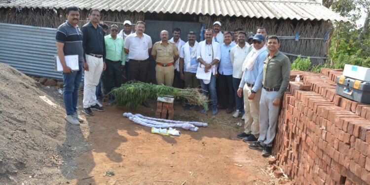 कापसाच्या शेतात गांजाची शेती, २३ लाखाचा ३३३ किलो गांजा जप्त