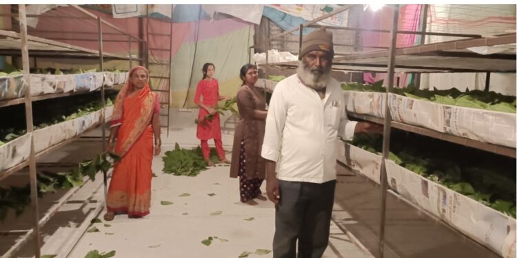 रेशीम शेतीने गणपत मदने यांच्या जीवनाला कलाटणी