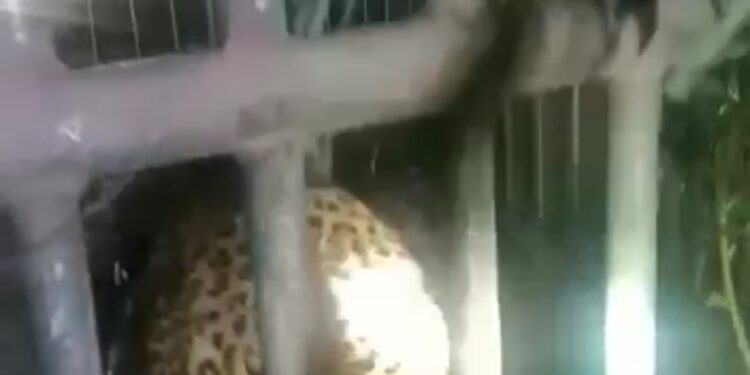 जेरबंद करण्यात आलेला बिबट्या कोणता ?