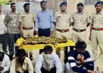 वाघाची कातडी व वाघनखांसह टोळी जेरबंद, न्यायालयाने सुनावली चौघांना चार मे पर्यंत वनकोठडी