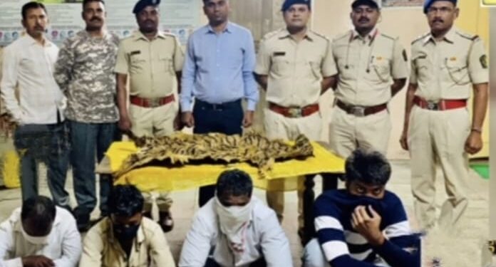 वाघाची कातडी व वाघनखांसह टोळी जेरबंद, न्यायालयाने सुनावली चौघांना चार मे पर्यंत वनकोठडी