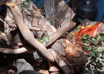 नंदूरबार येथे झाड तोडताना मोठे खोड घरावर पडल्याने सात जण जखमी