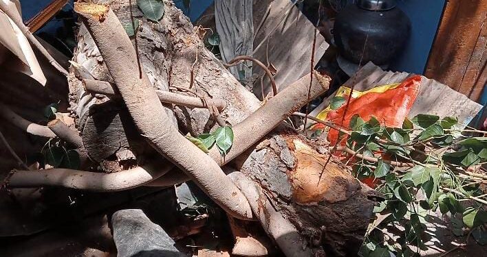 नंदूरबार येथे झाड तोडताना मोठे खोड घरावर पडल्याने सात जण जखमी