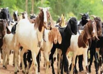 महिला बचत गटांनी शेळी गट योजनेसाठी अर्ज सादर करावेत