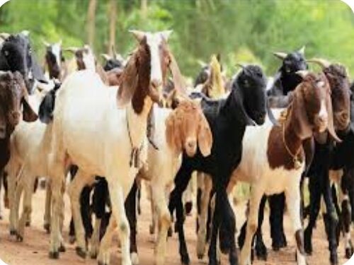 महिला बचत गटांनी शेळी गट योजनेसाठी अर्ज सादर करावेत