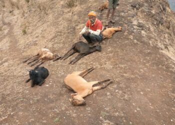 तळोदा तालुक्यात मुसळधार पावसात  ३५ बकऱ्यांचा मृत्यू