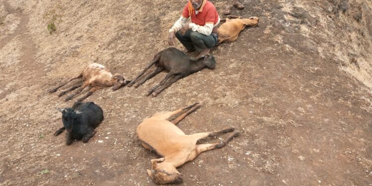 तळोदा तालुक्यात मुसळधार पावसात  ३५ बकऱ्यांचा मृत्यू