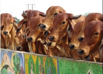 गोवर्धन गोवंश सेवा केंद्र योजना