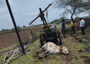 विजेचा शॉक लागून शेतात बैलाचा जागीच मृत्यू