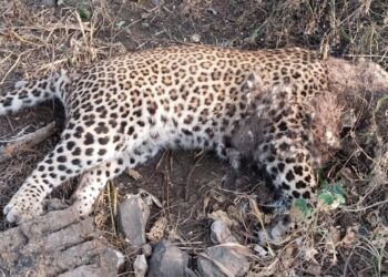 म्हसावद अनेकवाडा येथील शेतात बिबट्या आढळला मृतावस्थेत