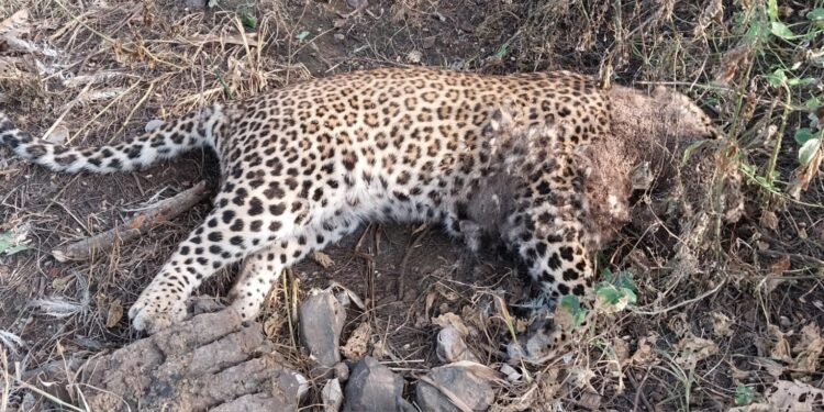 म्हसावद अनेकवाडा येथील शेतात बिबट्या आढळला मृतावस्थेत