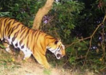 वन्यप्राण्यांच्या हल्ल्यांत मृत्यू झाल्यास व्यक्तीच्या वारसांना आता मिळणार २५ लाख रुपयांचे अर्थ सहाय्य