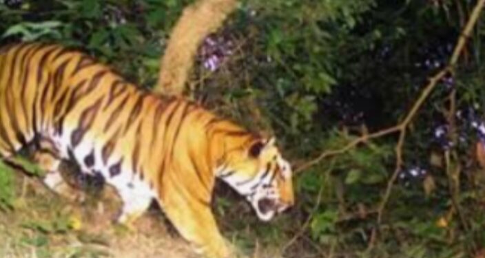 वन्यप्राण्यांच्या हल्ल्यांत मृत्यू झाल्यास व्यक्तीच्या वारसांना आता मिळणार २५ लाख रुपयांचे अर्थ सहाय्य