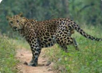 बिबट्याचा वृद्धावर हल्ला, म्हशीने झुंज देत वाचवले मालकाचे प्राण