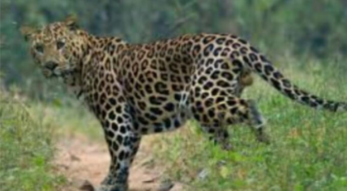 बिबट्याचा वृद्धावर हल्ला, म्हशीने झुंज देत वाचवले मालकाचे प्राण