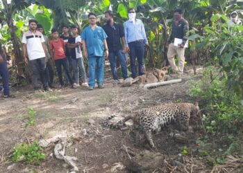 विजेचा शॉक लागून मादी बिबट्याचा मृत्यू, महिनाभरात दुसरी घटना