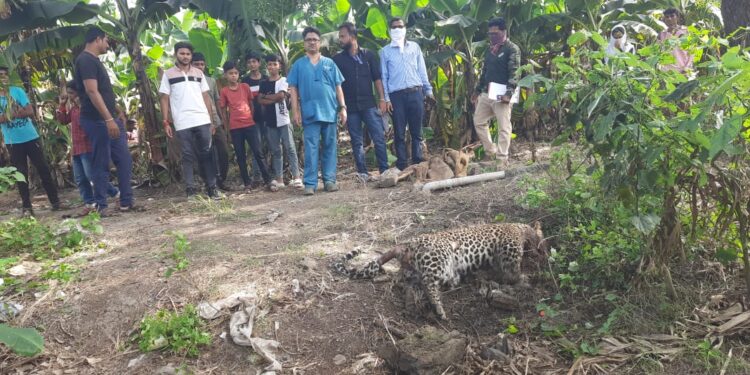 विजेचा शॉक लागून मादी बिबट्याचा मृत्यू, महिनाभरात दुसरी घटना